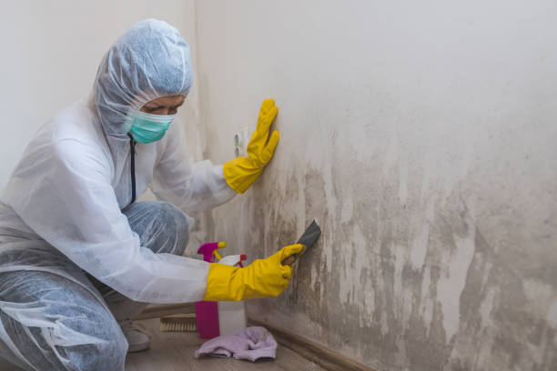 Why You Should Choose Our Mold Remediation Services in Crescent Springs, KY